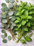 Eucalyptus & Spearmint