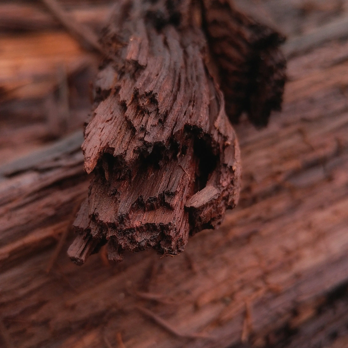 Teakwood
